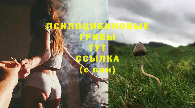 хочу   Руза  Галлюциногенные грибы Psilocybine cubensis 